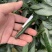 广西新苗小米辣椒青米准备大量上市