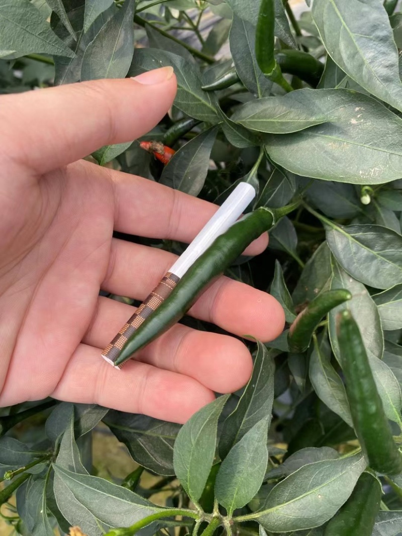 广西新苗小米辣椒青米准备大量上市