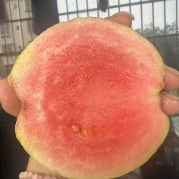 红宝石芭乐番石榴少籽系列
