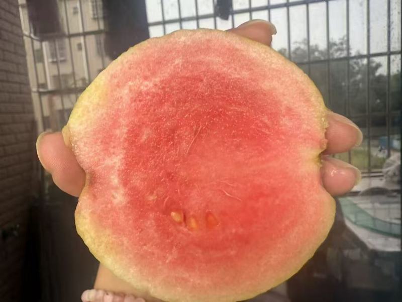 红宝石芭乐番石榴少籽系列