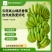 云南高山绿皮香蕉红河州个旧市蔓耗镇果园直供产地源头供应链