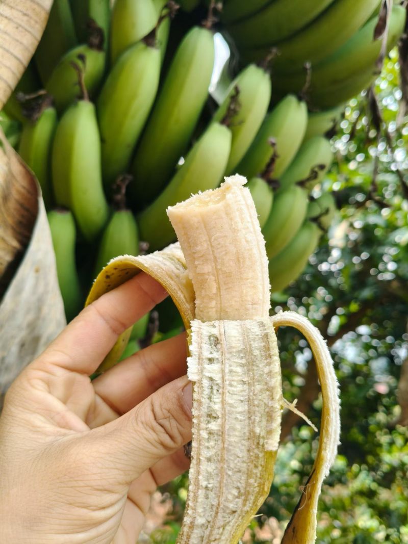 云南高山绿皮香蕉红河州个旧市蔓耗镇果园直供产地源头供应链