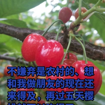 毕节九洞天樱桃