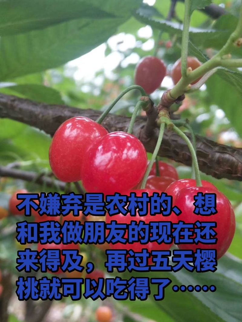 毕节九洞天樱桃