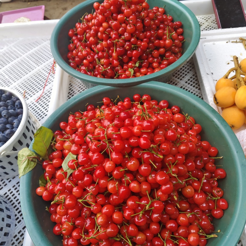毕节九洞天樱桃