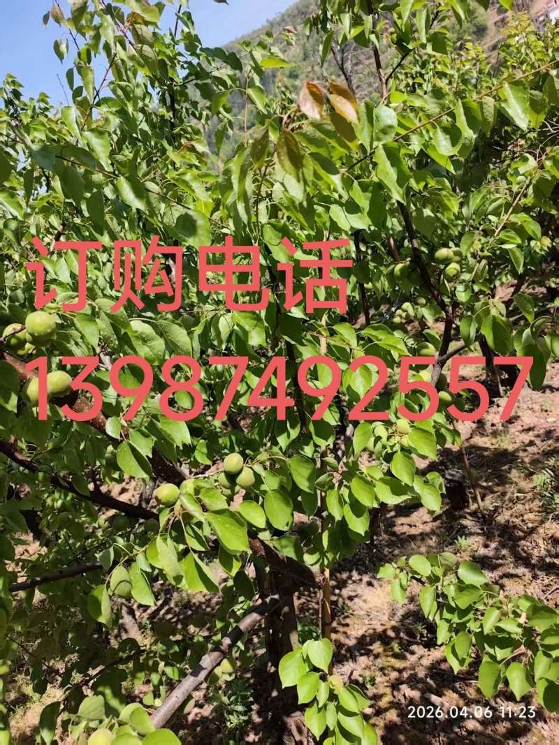 4月24日金太阳杏熟了