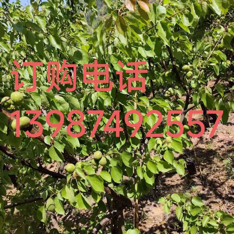 4月24日金太阳杏熟了