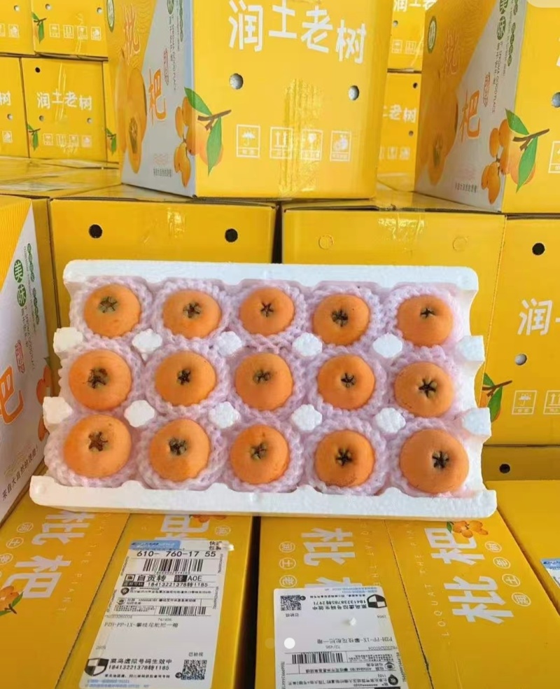 凉山五星枇杷