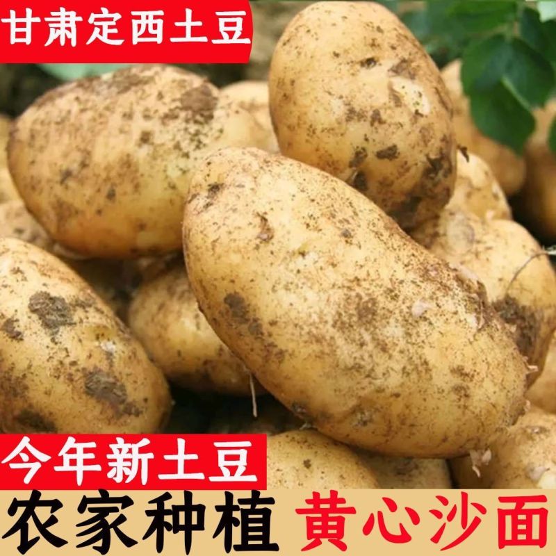 定西黄皮黄心沙面土豆，西森，陇7品种一件发主接电商和餐饮