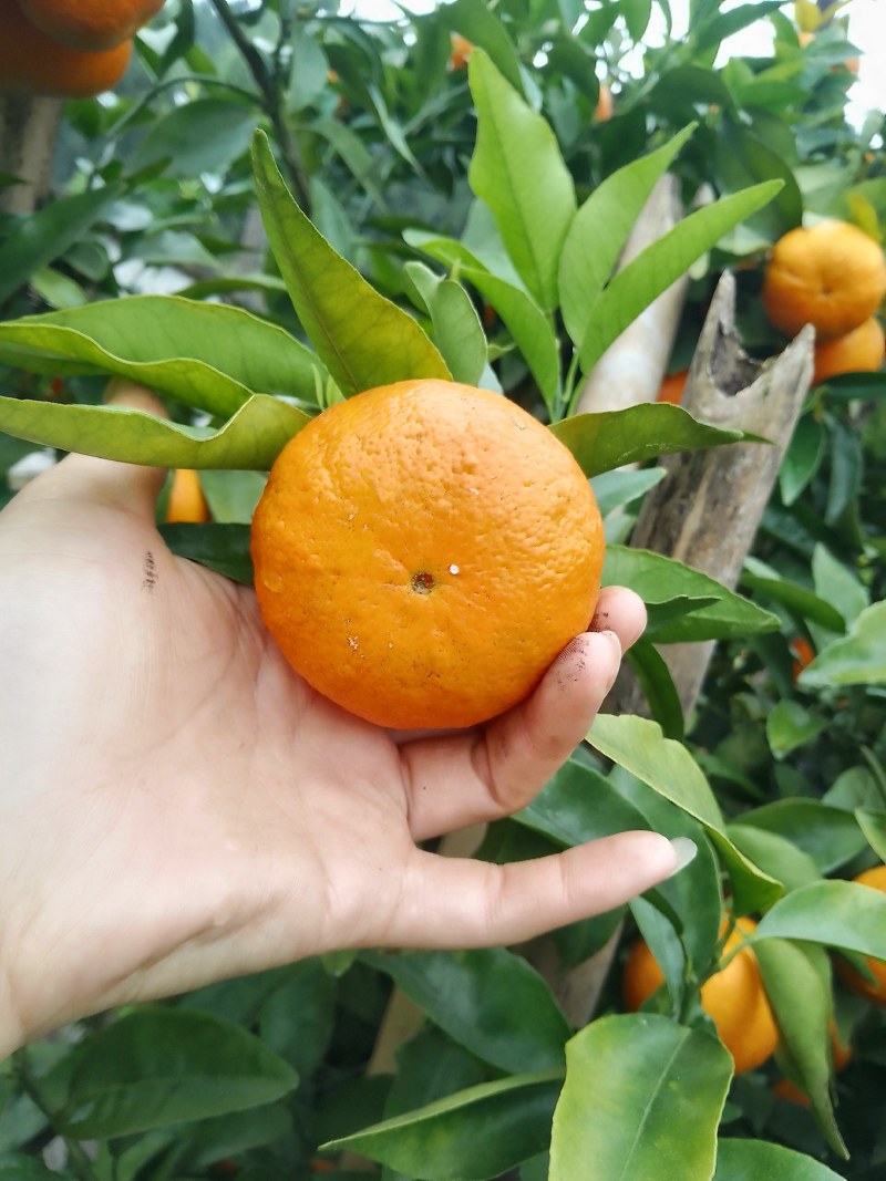 沃柑