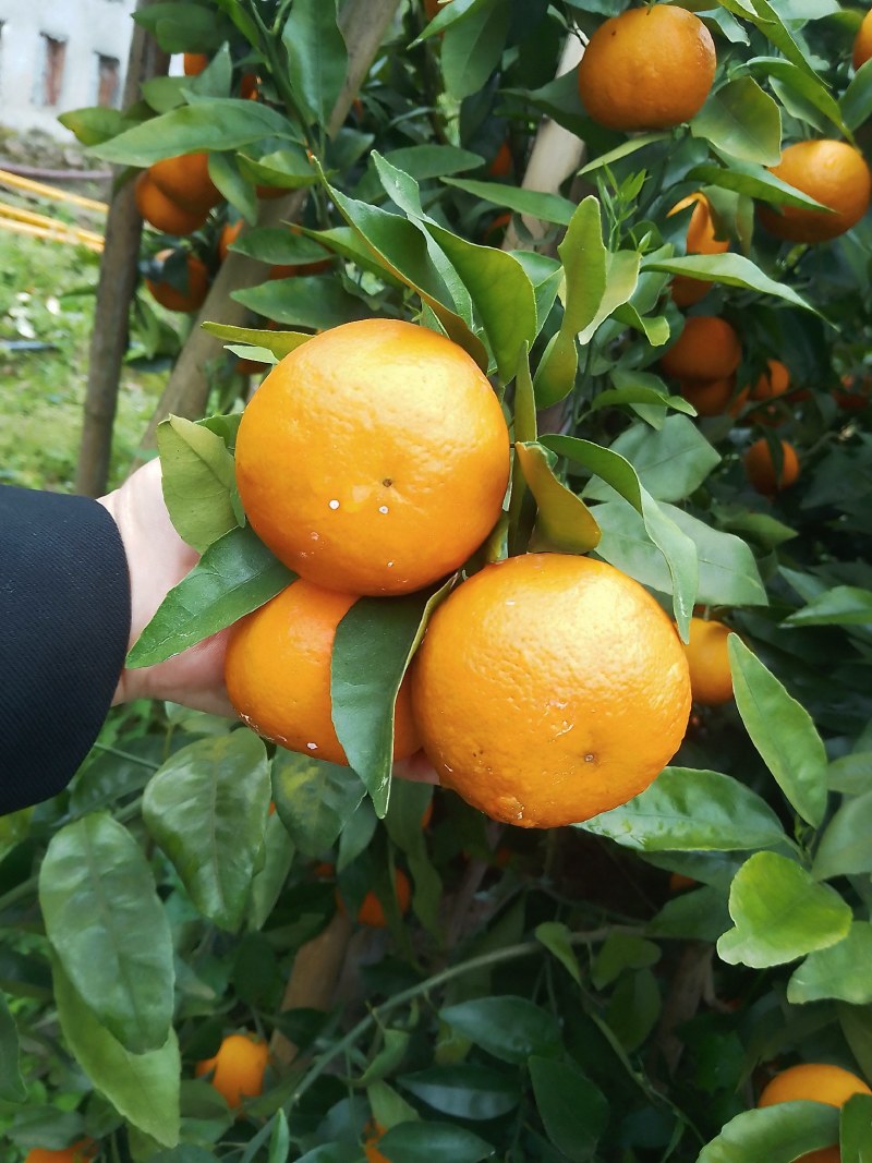 沃柑