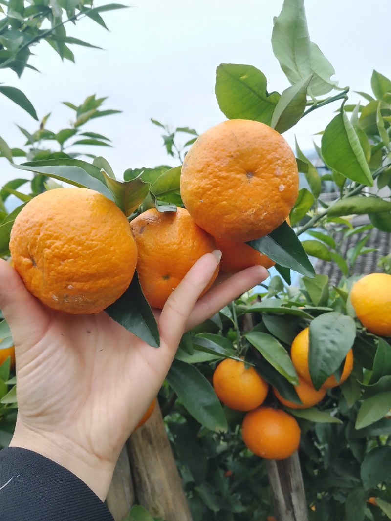 沃柑