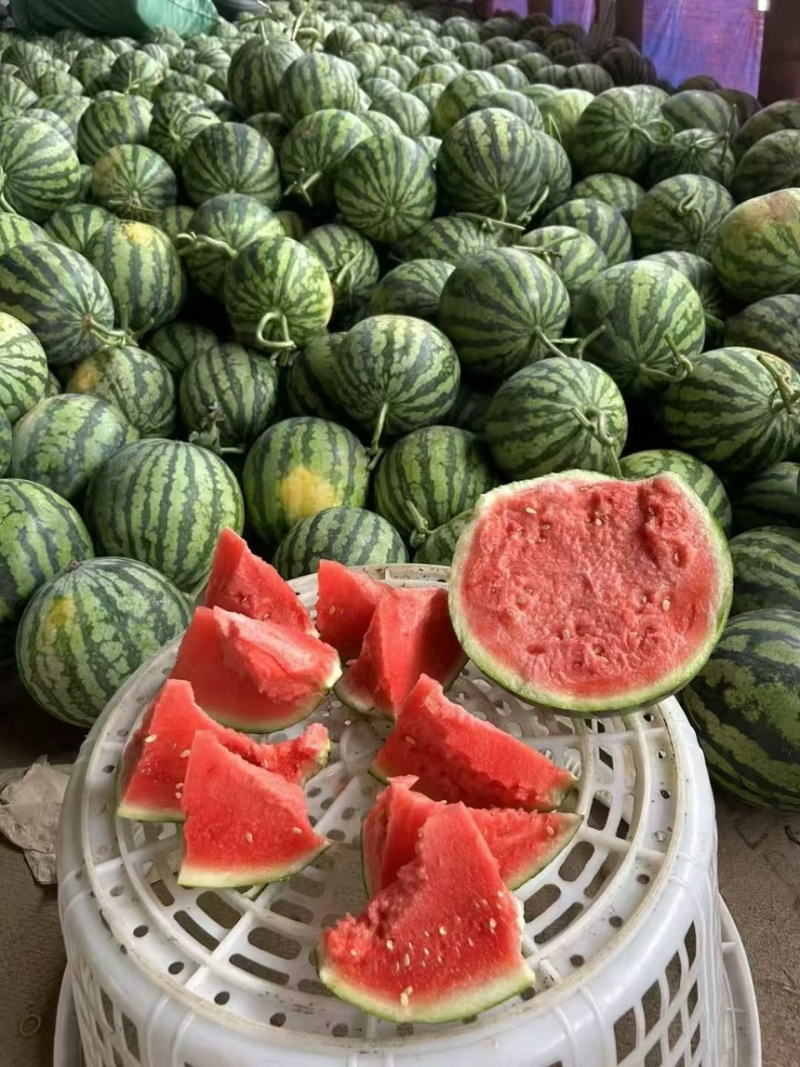 万亩大棚西瓜美都自生苗，支持电商对接欢迎各地老板致电