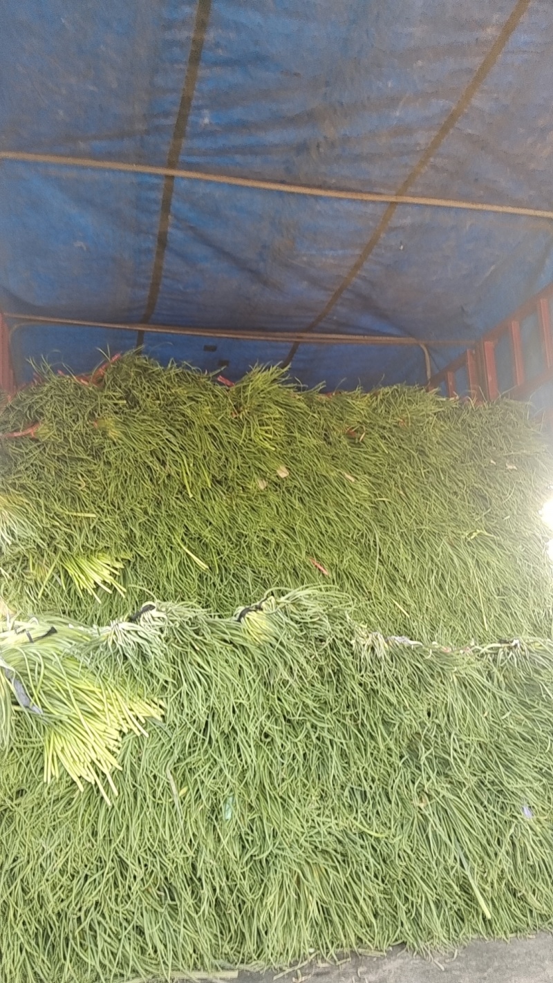 红蒜苔，白蒜苔。