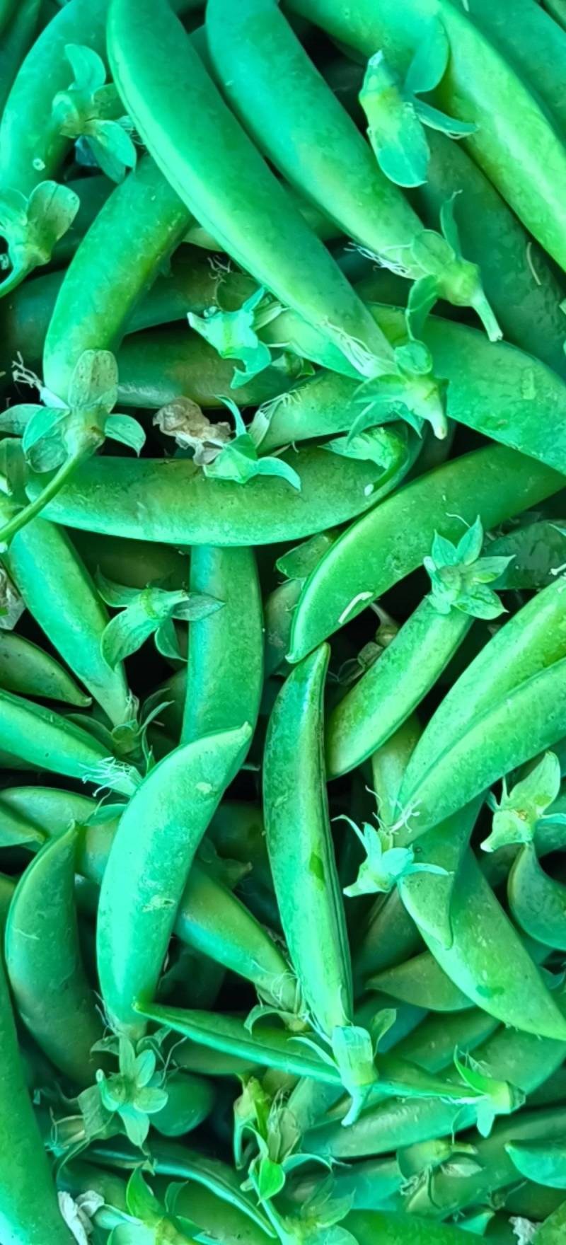 无农残甜豌豆大量开始上市啦丶