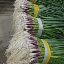 红蒜苗水洗
