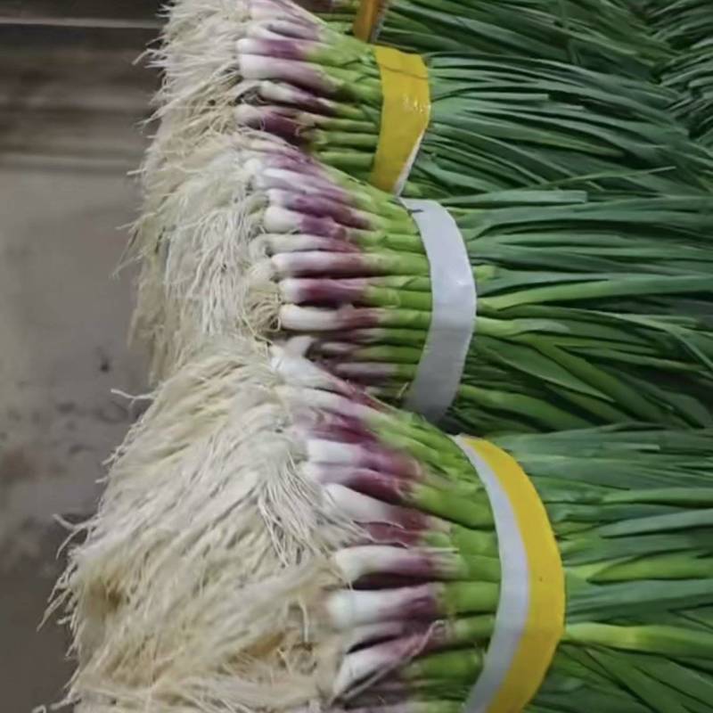 红蒜苗水洗