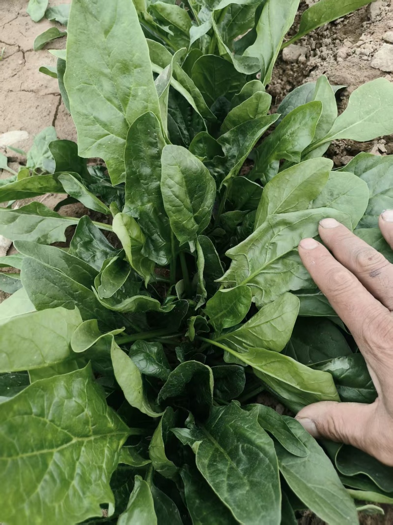 大叶菠菜