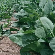 大叶菠菜
