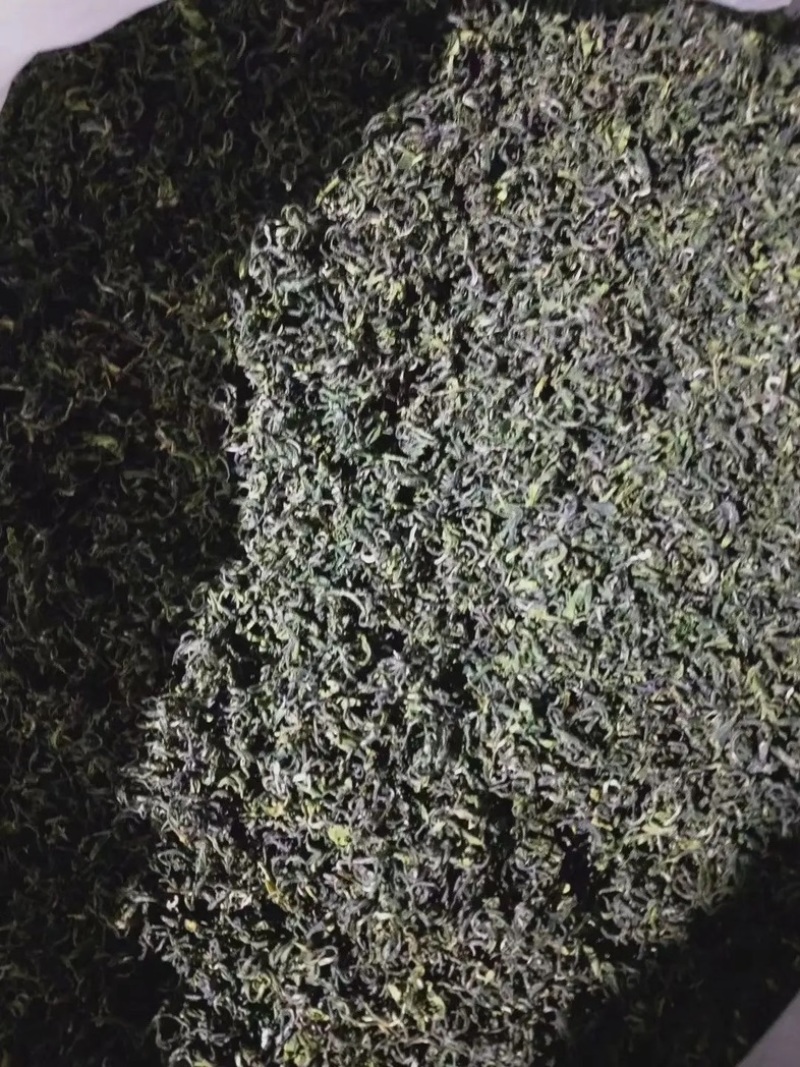 日照绿茶
