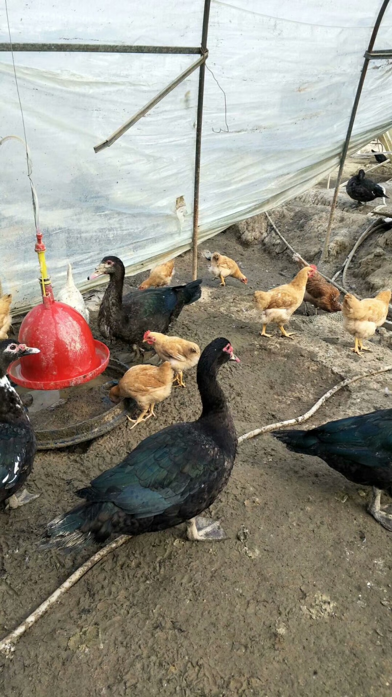 脱温玉土黑番鸭4-5两，8-9两都有
