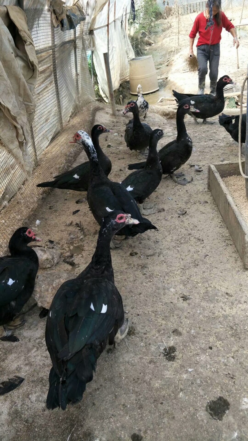 脱温玉土黑番鸭4-5两，8-9两都有