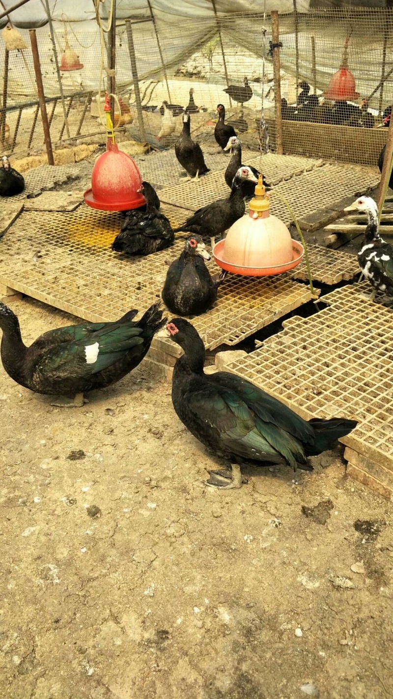 脱温玉土黑番鸭4-5两，8-9两都有