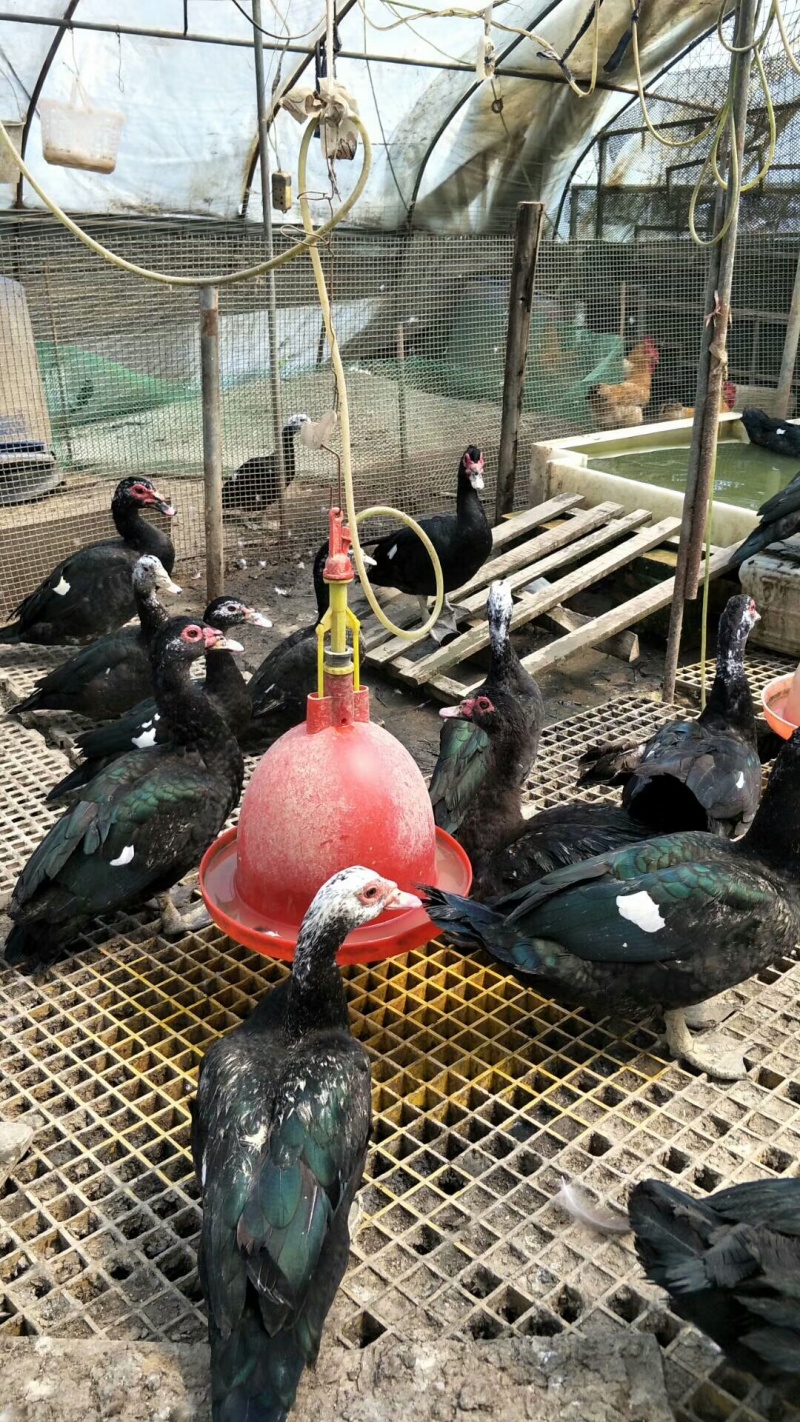 脱温玉土黑番鸭4-5两，8-9两都有
