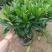 非洲茉莉花盆栽室内净化空气吸甲醛盆景绿植植物四季常绿