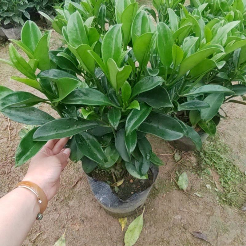 非洲茉莉花盆栽室内净化空气吸甲醛盆景绿植植物四季常绿
