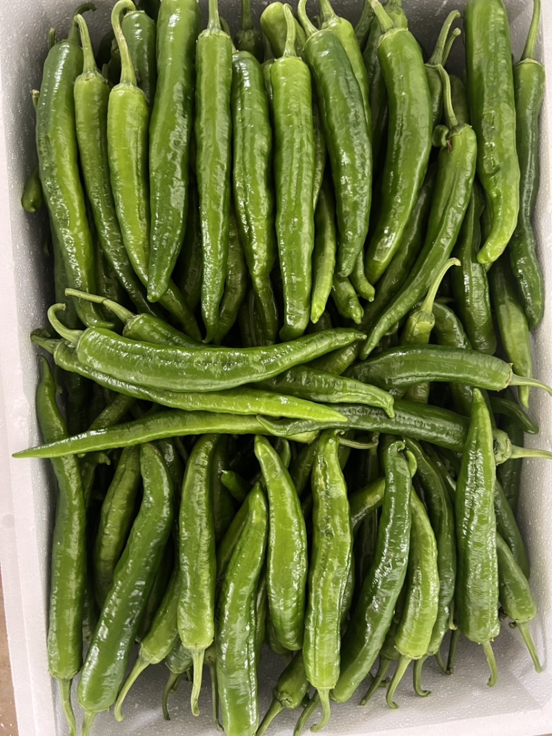 广西横县55号椒，2307，软香辣，8号线，龙福椒，螺线