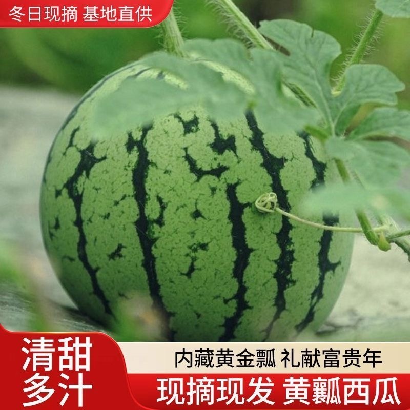 特小凤西瓜黄瓤西瓜皮薄超甜产地直供新鲜现摘批发量大优惠
