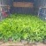 非洲茉莉花盆栽室内净化空气吸甲醛盆景绿植植物四季常绿