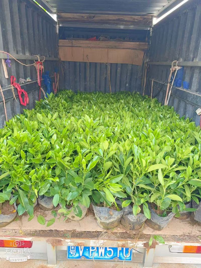 非洲茉莉花盆栽室内净化空气吸甲醛盆景绿植植物四季常绿