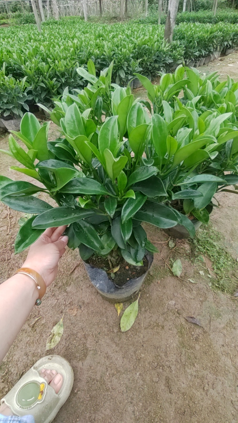 非洲茉莉花盆栽室内净化空气吸甲醛盆景绿植植物四季常绿