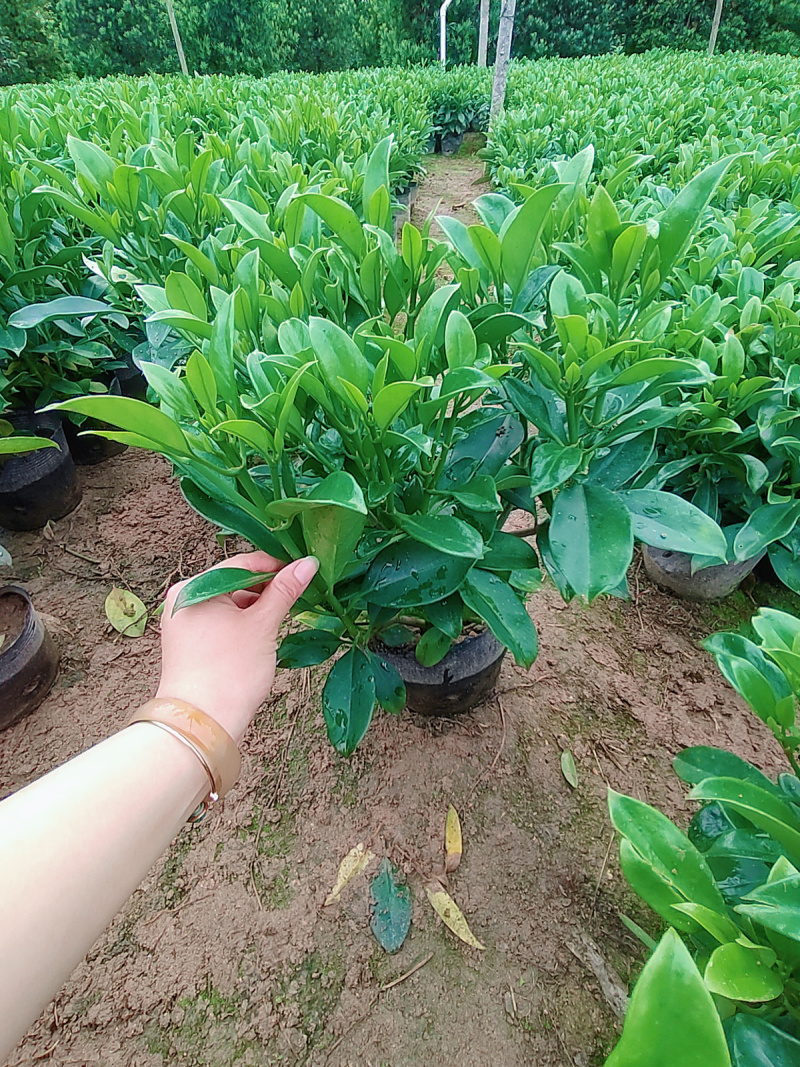 非洲茉莉花盆栽室内净化空气吸甲醛盆景绿植植物四季常绿