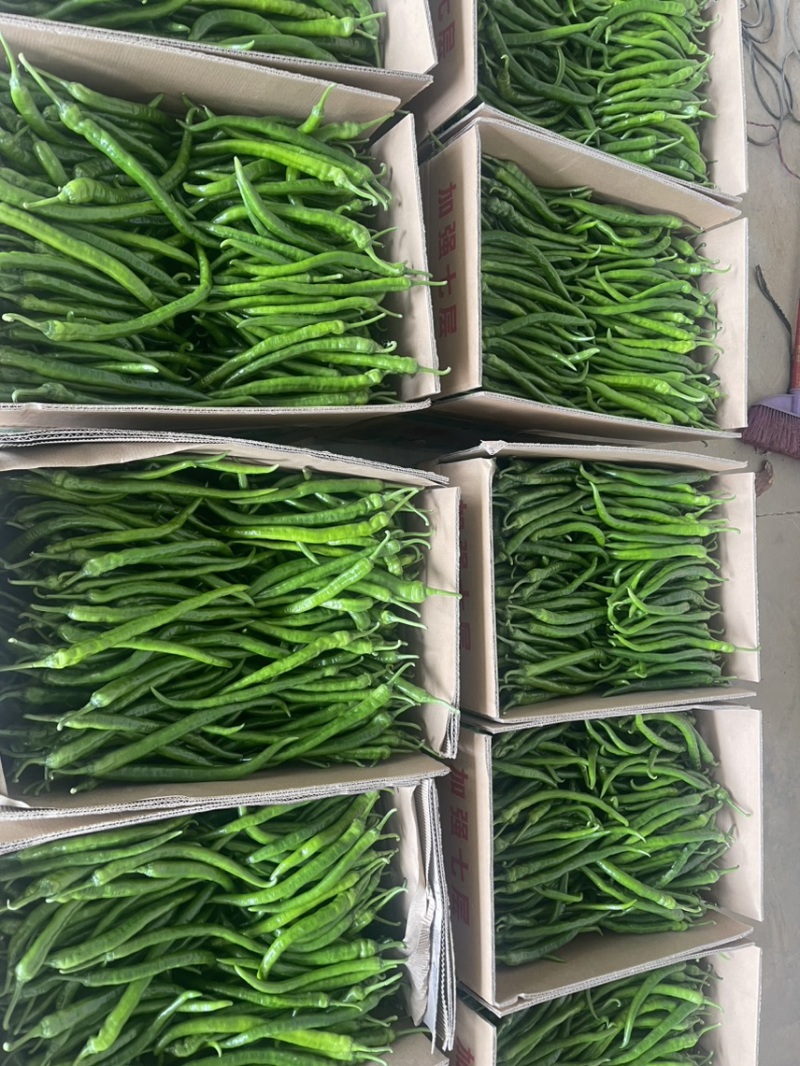 广西横县55号椒，2307，软香辣，8号线，龙福椒，螺线