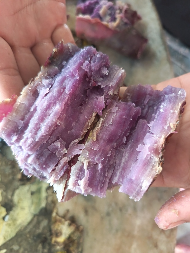 沙地彩色蕃薯