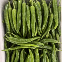 广西横县55号椒，2307，软香辣，8号线，龙福椒，螺线