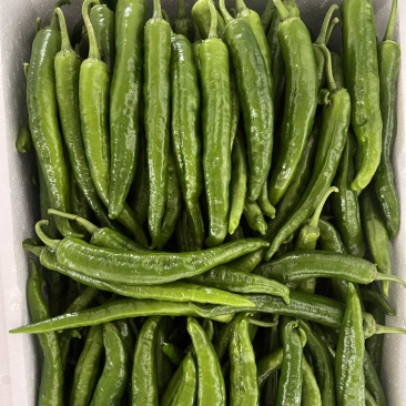 广西横县55号椒，2307，软香辣，8号线，龙福椒，螺线