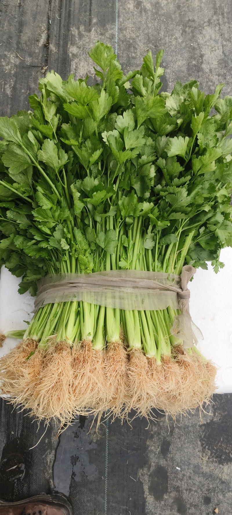 香芹