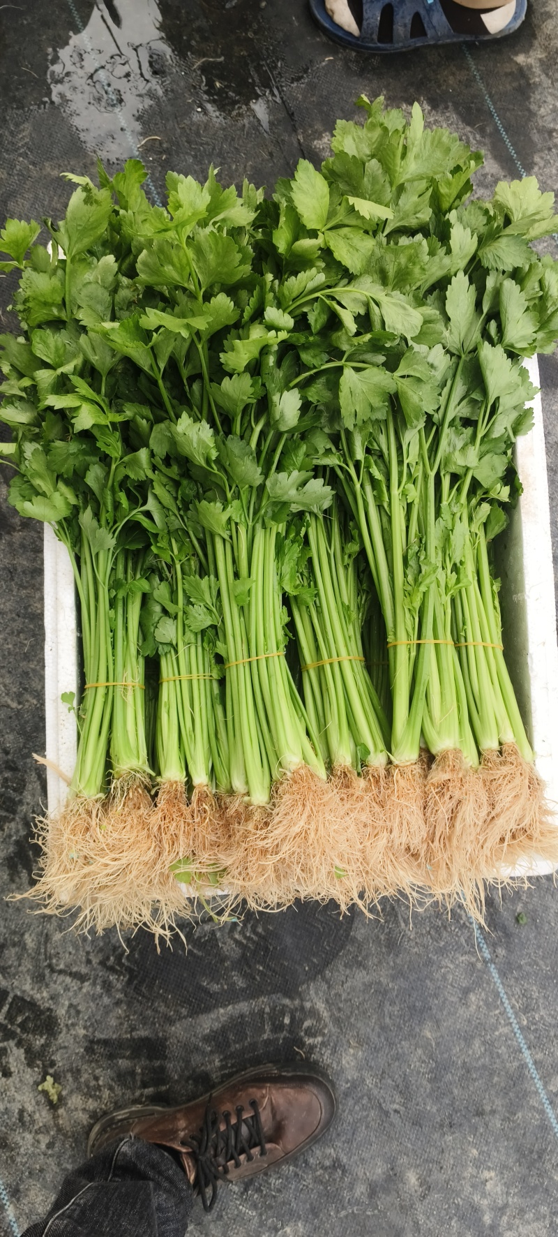 香芹
