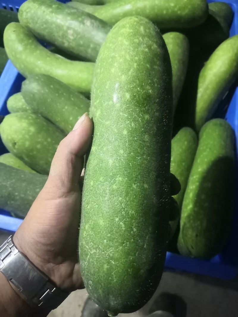 毛节瓜，小冬瓜对接市场商超电商平台直供，量大品质优