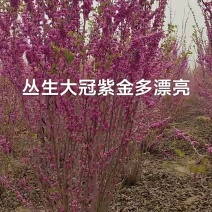 紫荆