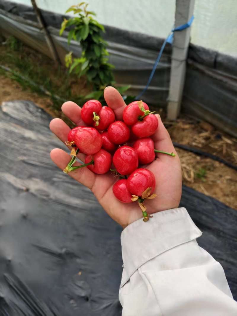 美早樱桃鲜嫩多汁