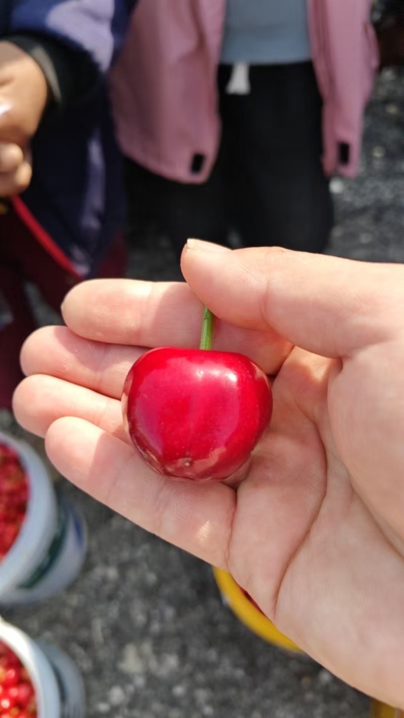 美早樱桃鲜嫩多汁