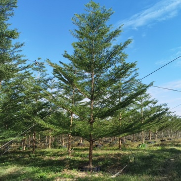 15-16分小叶榄仁