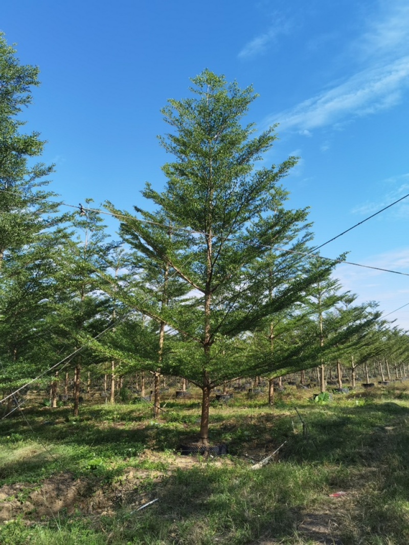 15-16分小叶榄仁