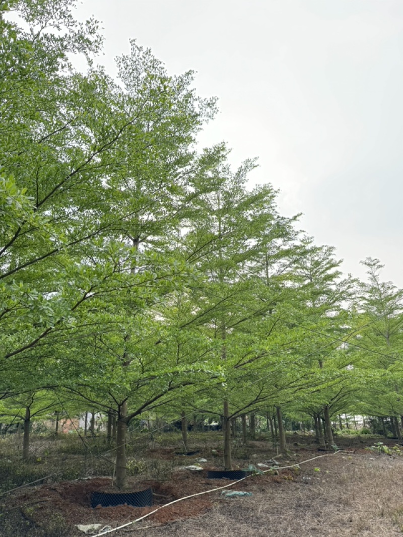 15-16分小叶榄仁