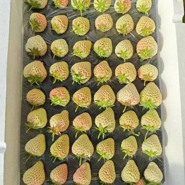 奶油草莓